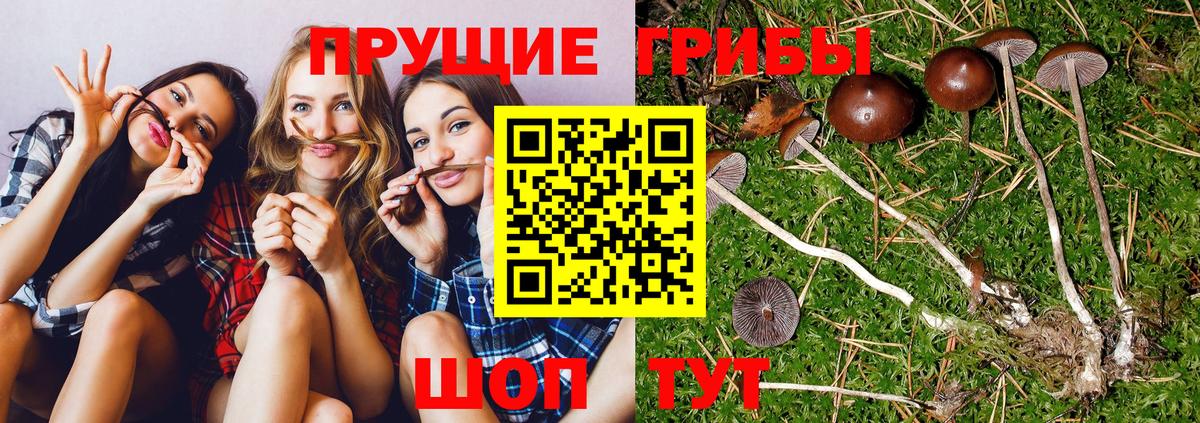 Псилоцибиновые грибы мухоморы Орехово-Зуево